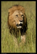  Lion Logol, Masai Mara, Kenya � J. Zinn