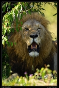  Lion Logol, Masai Mara, Kenya � J. Zinn