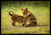  Playful lion cubs, Masai Mara, Kenya � J. Zinn