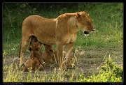  Nursing lion cubs, Masai Mara, Kenya � J. Zinn