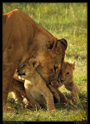  Motherly lion love, Masai Mara, Kenya � J. Zinn