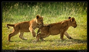  Playful lion cubs, Masai Mara, Kenya � J. Zinn