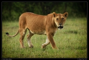  Lioness, Masai Mara, Kenya � J. Zinn
