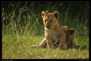  Playful lion cubs, Masai Mara, Kenya � J. Zinn