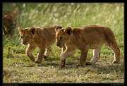  Lion cubs, Masai Mara, Kenya � J. Zinn