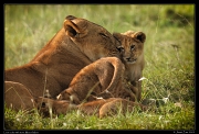  Lion cubs with mom, Masai Mara, Kenya � J. ZinnASCII
