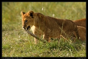 Playful lion cub, Masai Mara, Kenya � J. Zinn