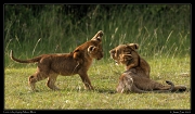  Playful lion cubs, Masai Mara, Kenya � J. Zinn