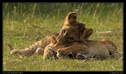  Playful lion cubs, Masai Mara, Kenya � J. Zinn