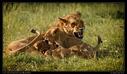  Lion cubs nursing, Masai Mara, Kenya � J. Zinn