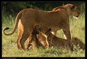  Lion cubs nursing, Masai Mara, Kenya � J. Zinn