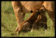 Lion cubs nursing, Masai Mara, Kenya � J. Zinn