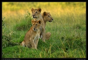  Lion cubs lost their dinner to hyenas, Masai Mara, Kenya � J. Zinn
