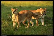  Lions, Masai Mara, Kenya � J. Zinn