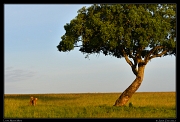  Lions, Masai Mara, Kenya � J. Zinn