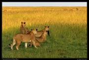  Lion left with only the tail of the zebra, Masai Mara, Kenya � J. Zinn