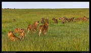  Lions face-off with hyenas, Masai Mara, Kenya � J. Zinn
