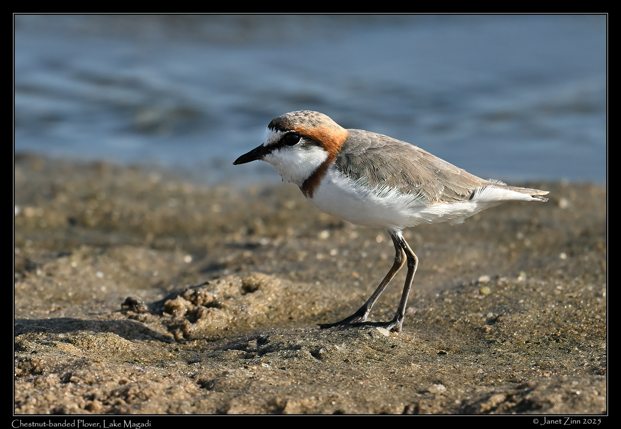 chestnut_banded_plover_JZ9_6627a