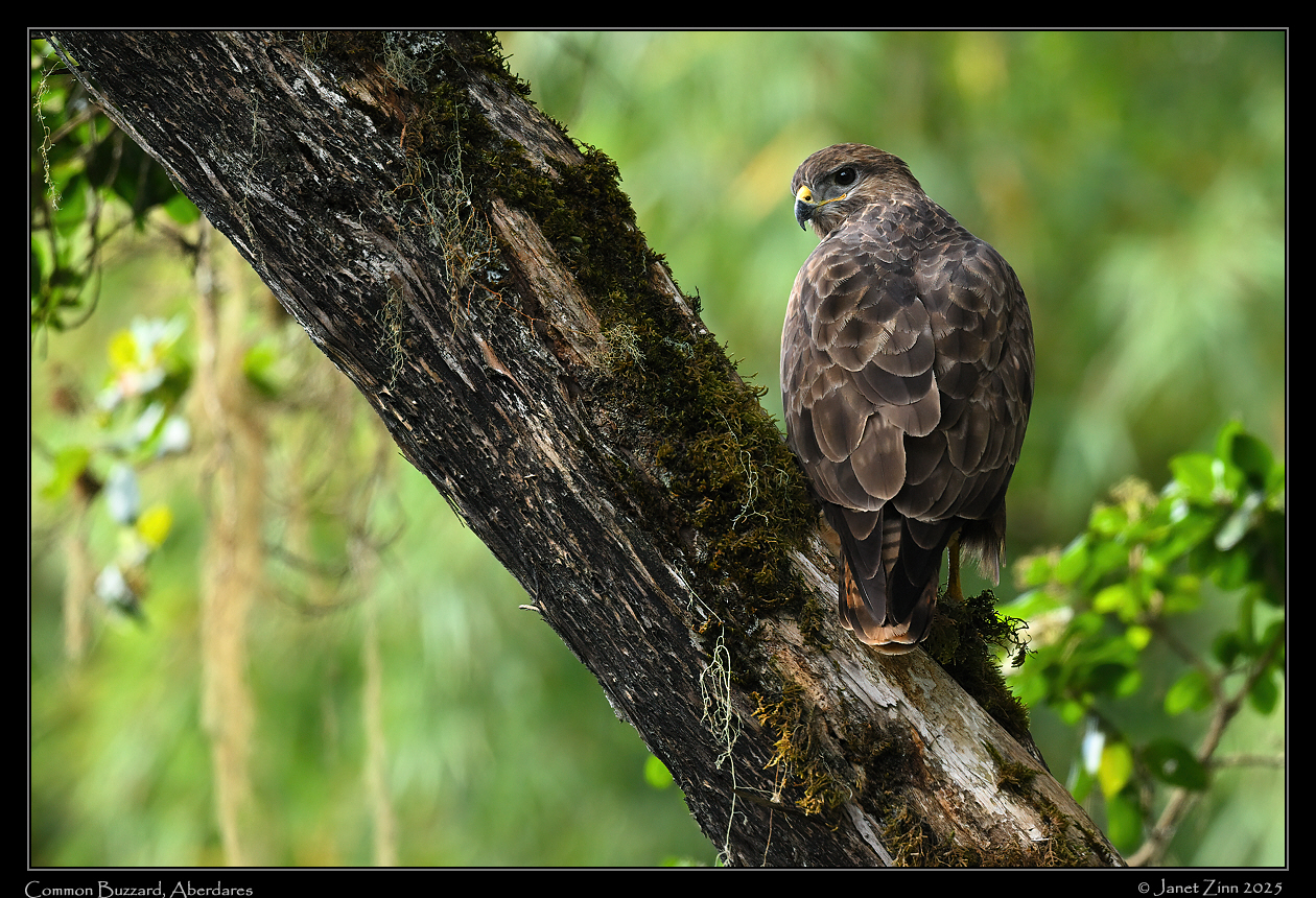 common_buzzard_JZ9_8376a
