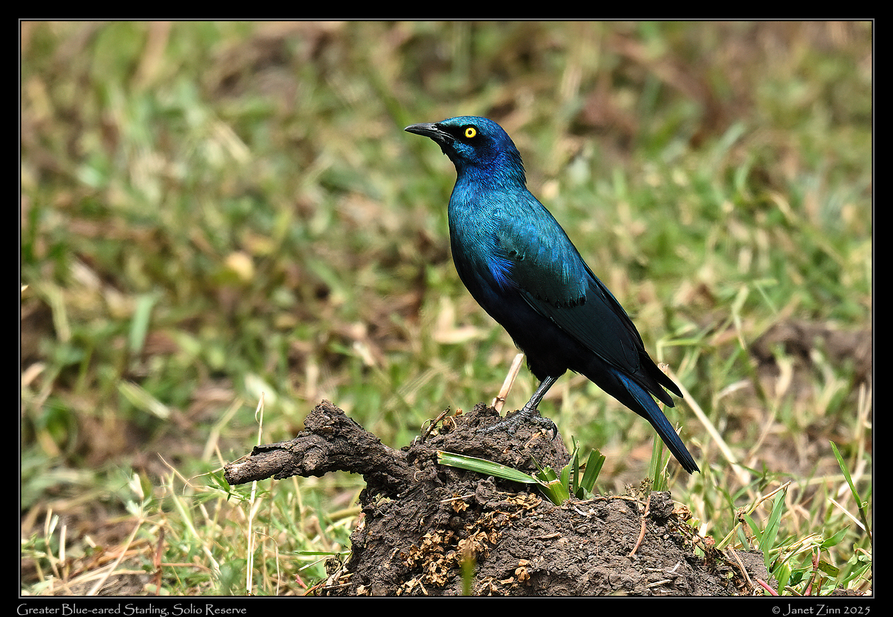 greater_blue_eared_starling_JZ9_9872a
