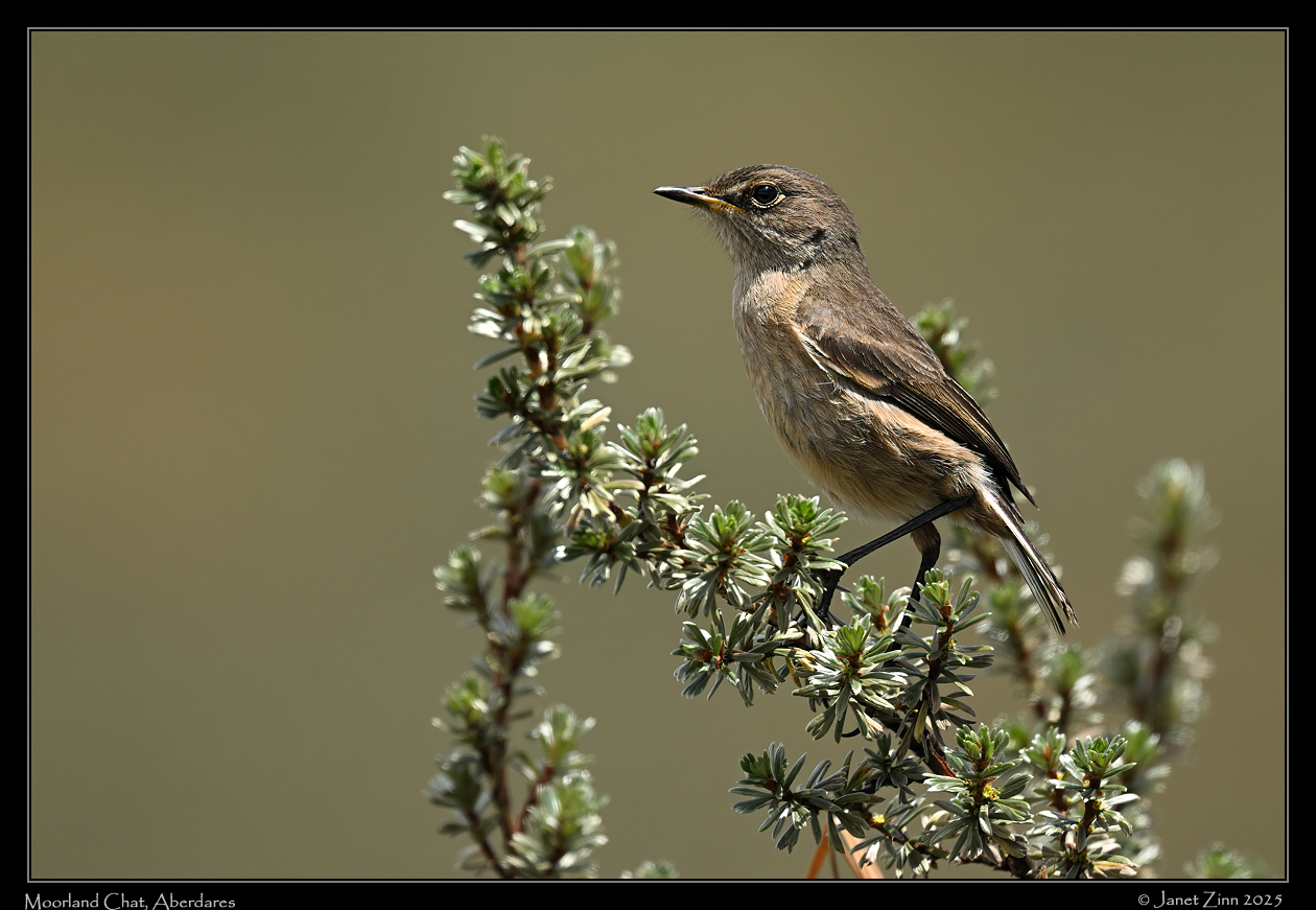 moorland_chat_JZ9_8493a