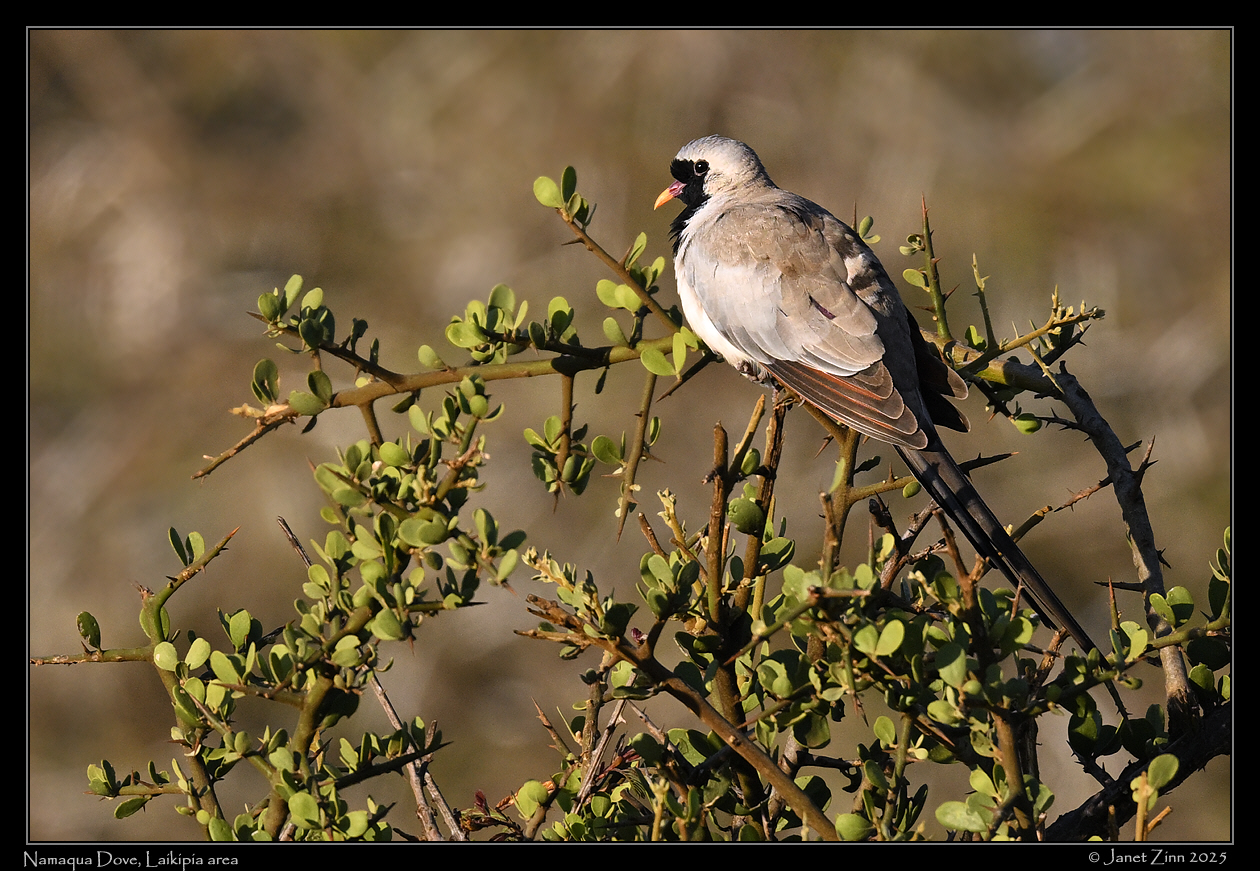 namaqua_dove_JZ9_2110a