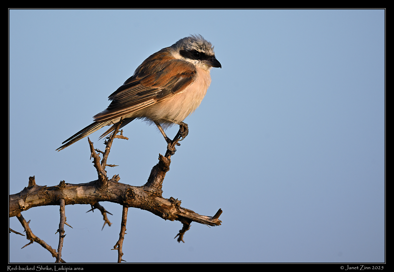 red_backed_shrike_JZ9_0232a