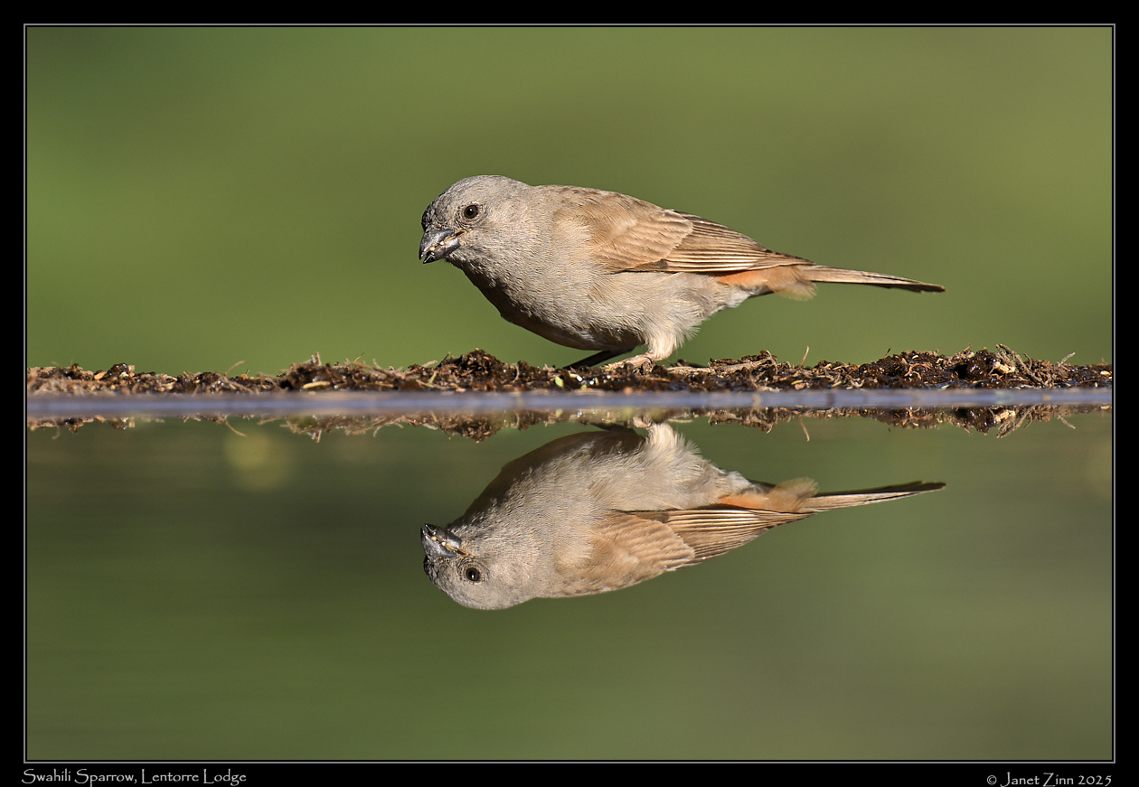swahili_sparrow_JZ9_5039a