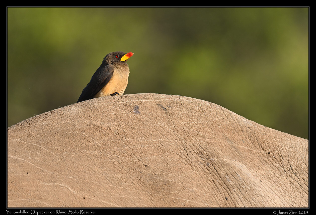 yellow_billed_oxpecker_JZ9_9304a