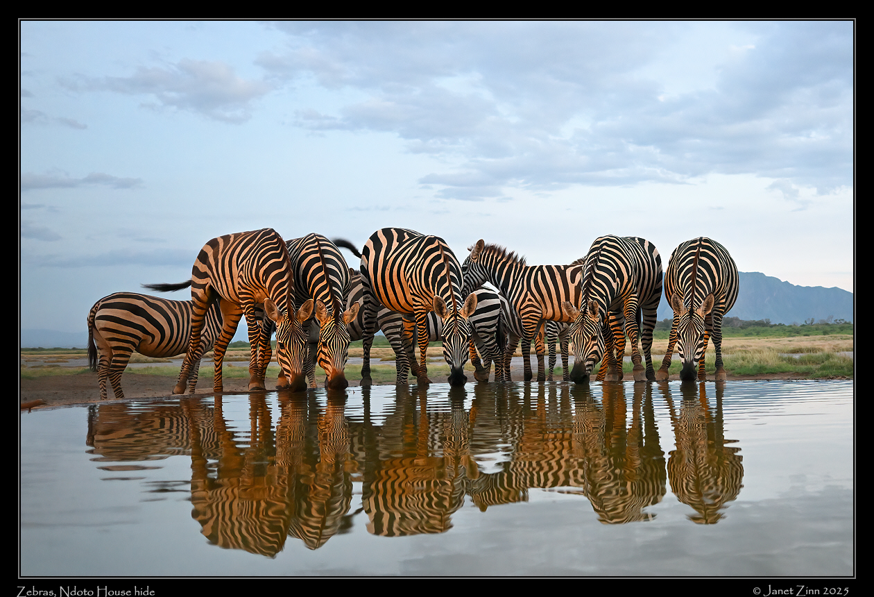 zebra_JZ8_4296a