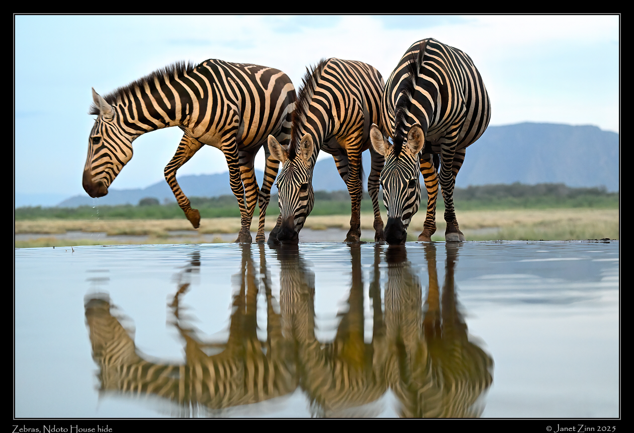 zebra_JZ9_5479a