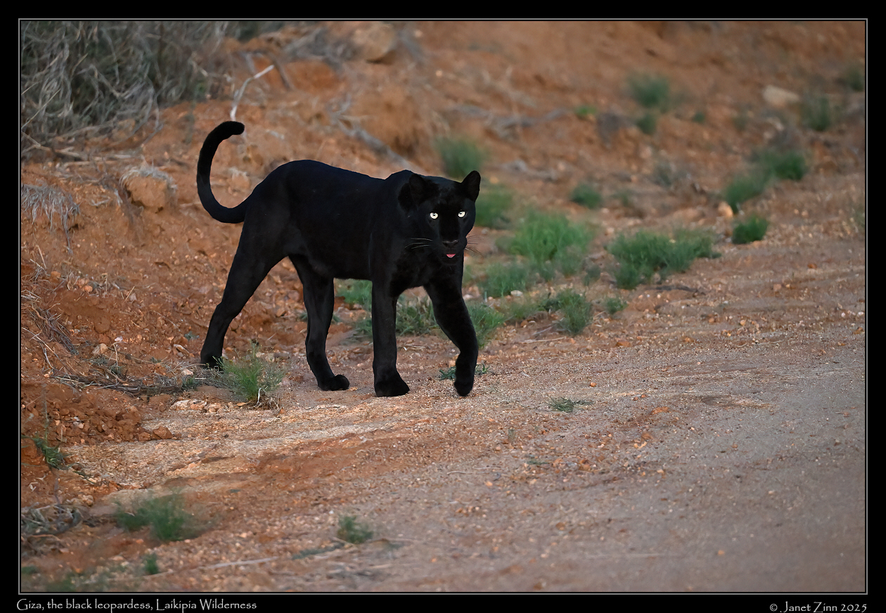giza_leopard_JZ8_6095a