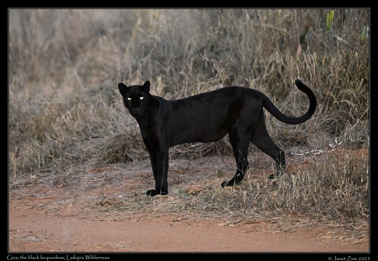 giza_leopard_JZ8_6961a