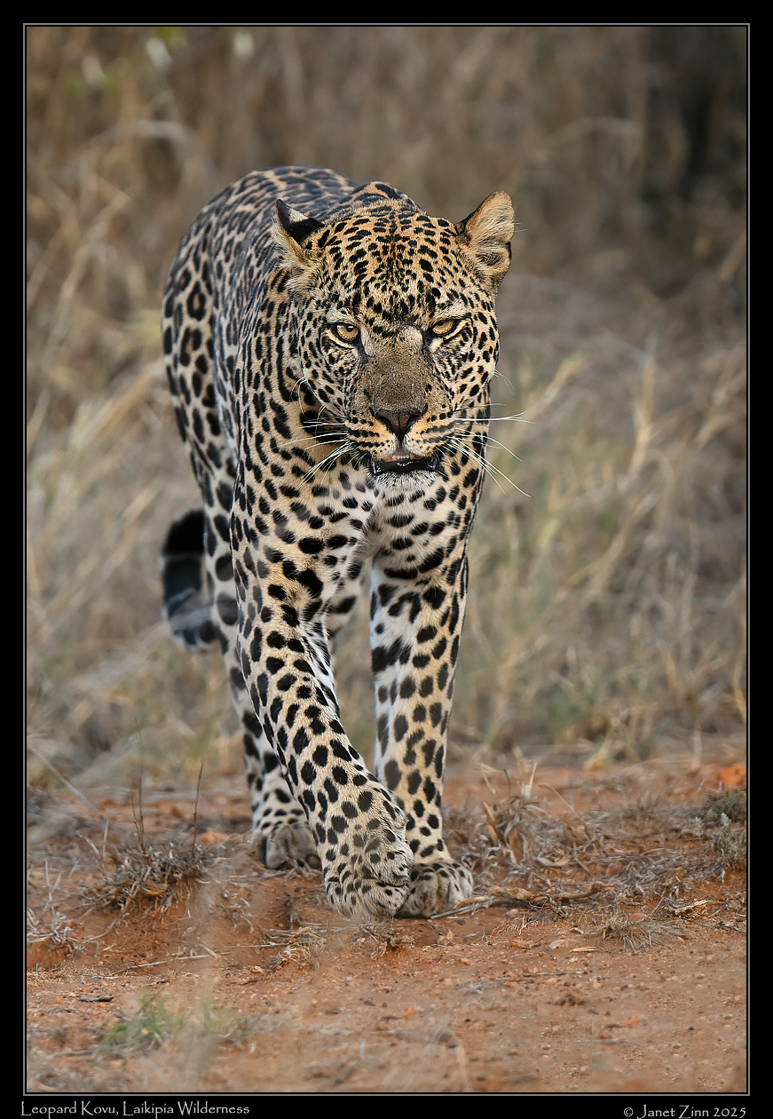 leopard_JZ8_6003a