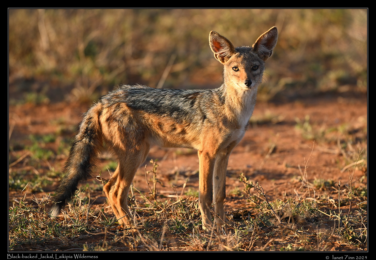 black_backed_jacka_JZ9_1417a