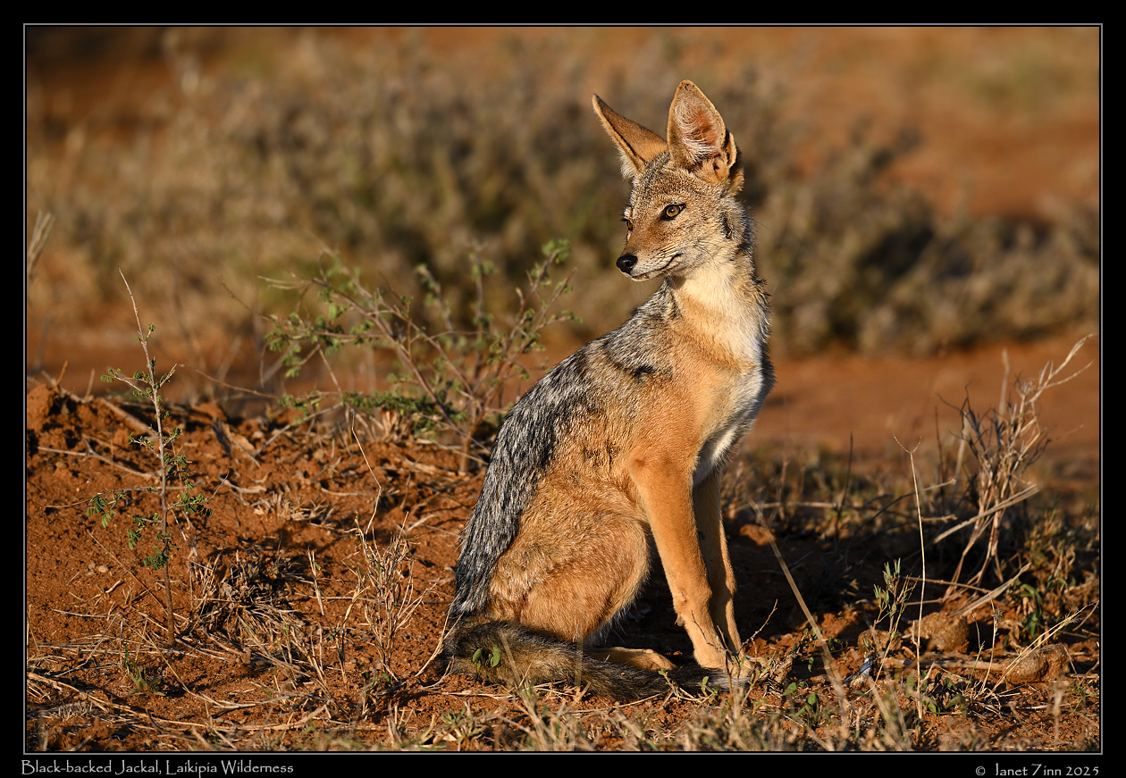 black_backed_jacka_JZ9_1437a