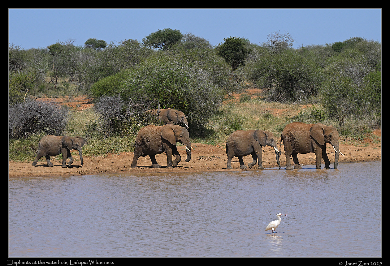 elephant_JZ8_5436a