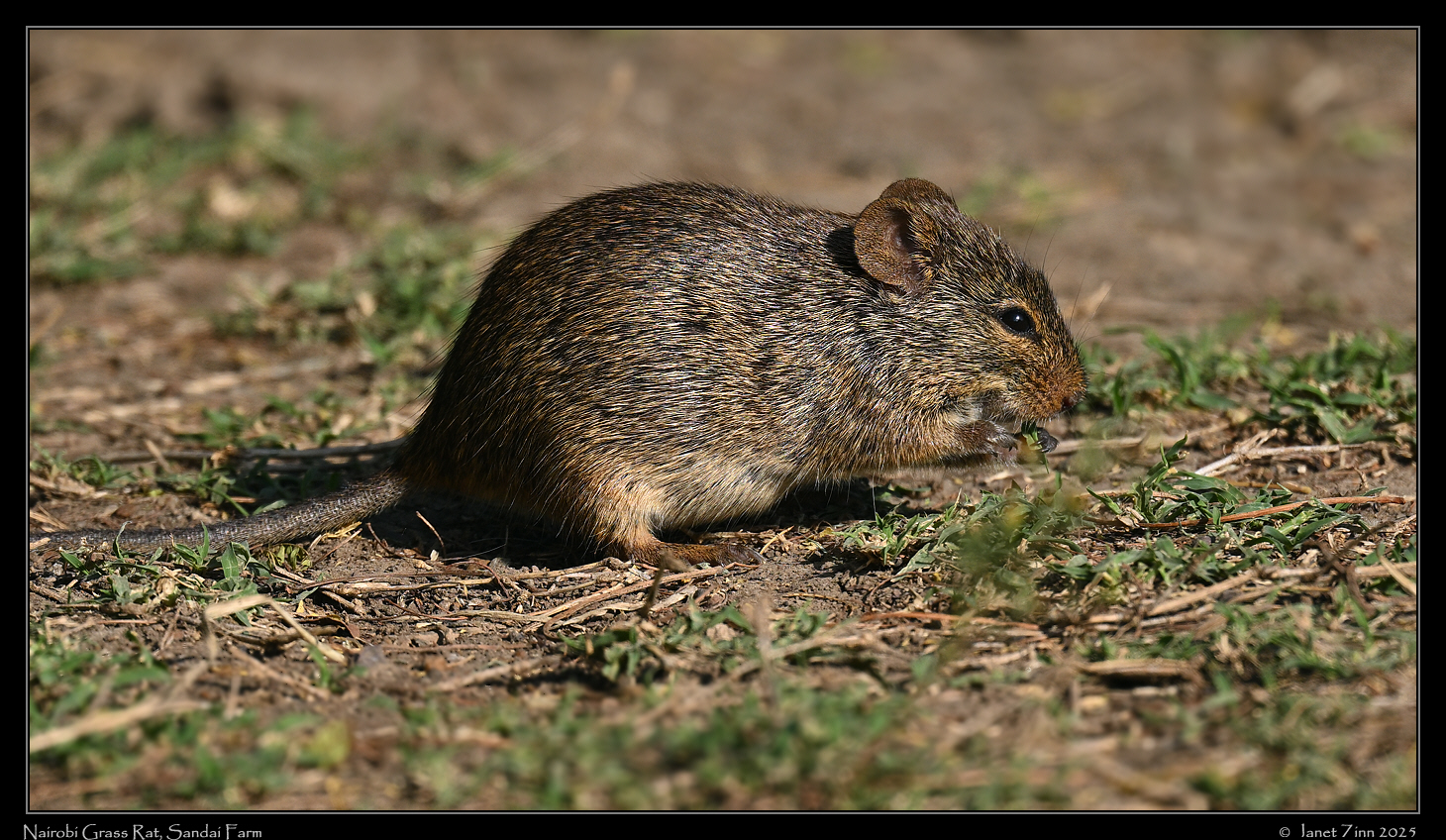 grass_rat_JZ9_7969a