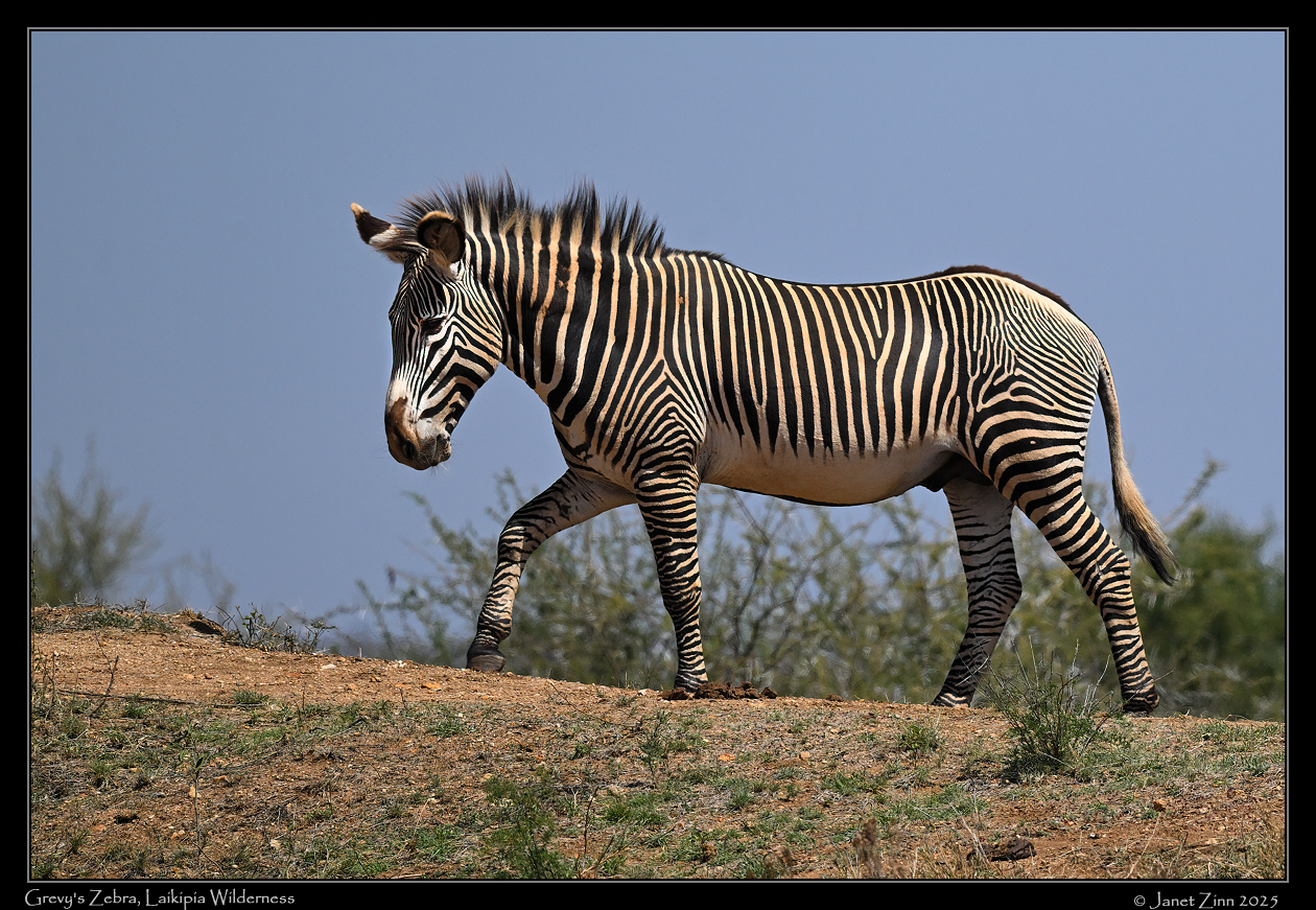 grevys_zebra_JZ9_1318a