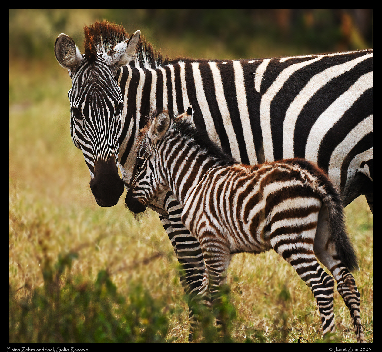 zebra_JZ9_9855cfxastiaa