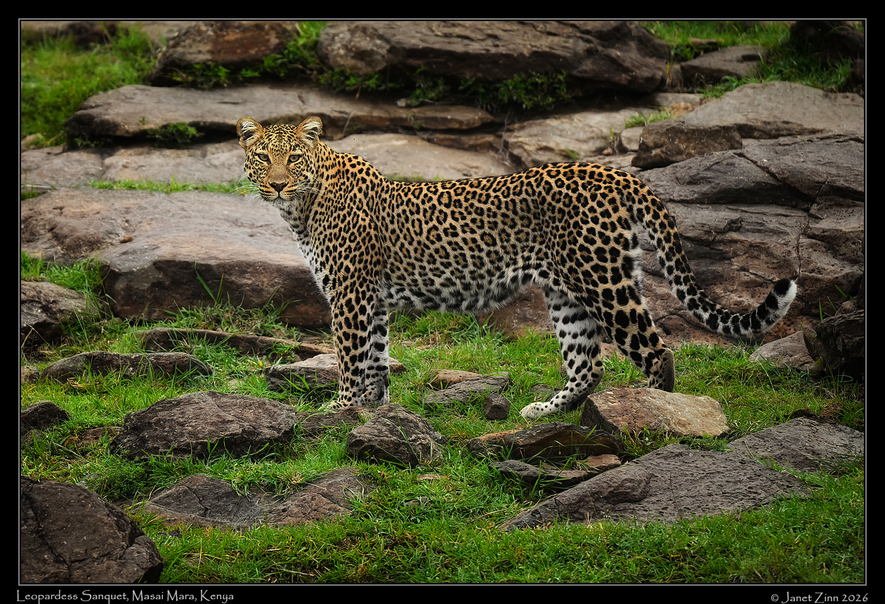 leopard_JZ8_1398cfxs