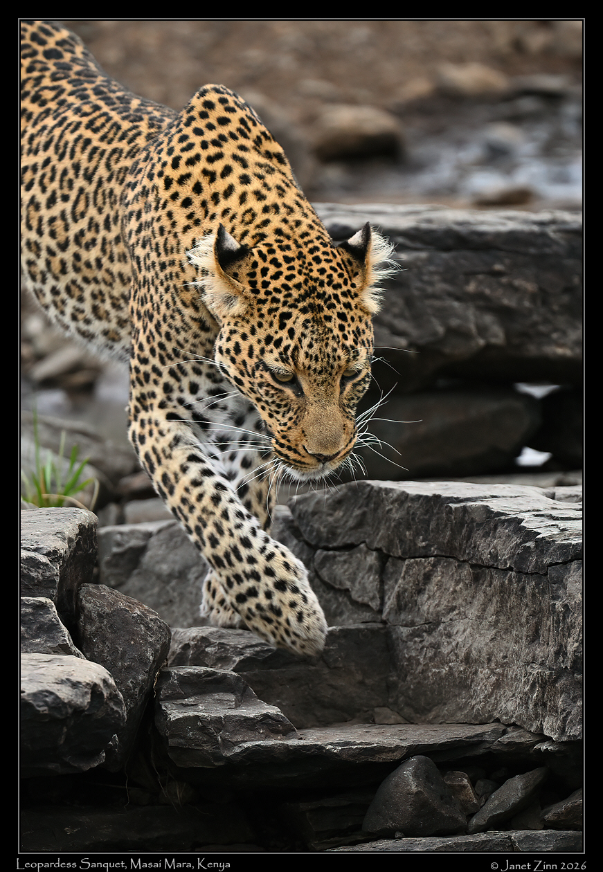 leopard_JZ8_3269a