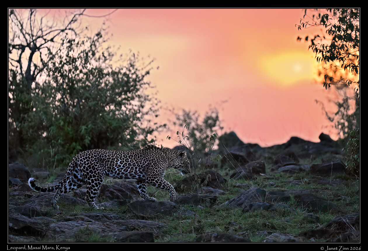 leopard_JZ8_5229a