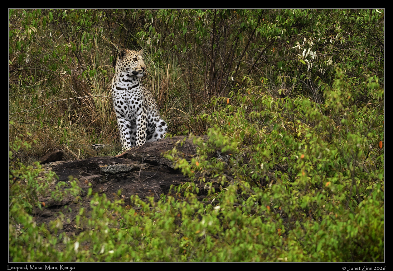 leopard_JZ9_7159cfxa