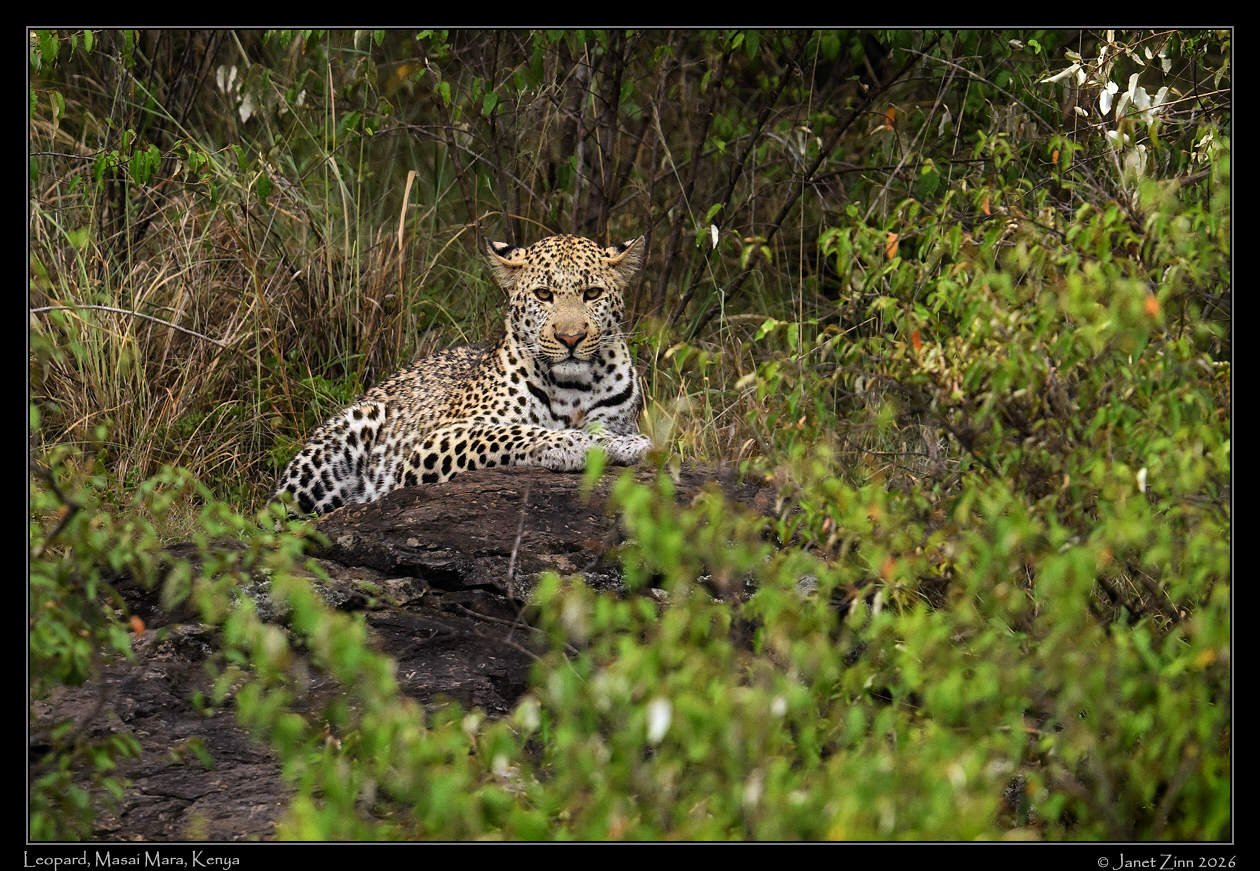 leopard_JZ9_7260cfxa