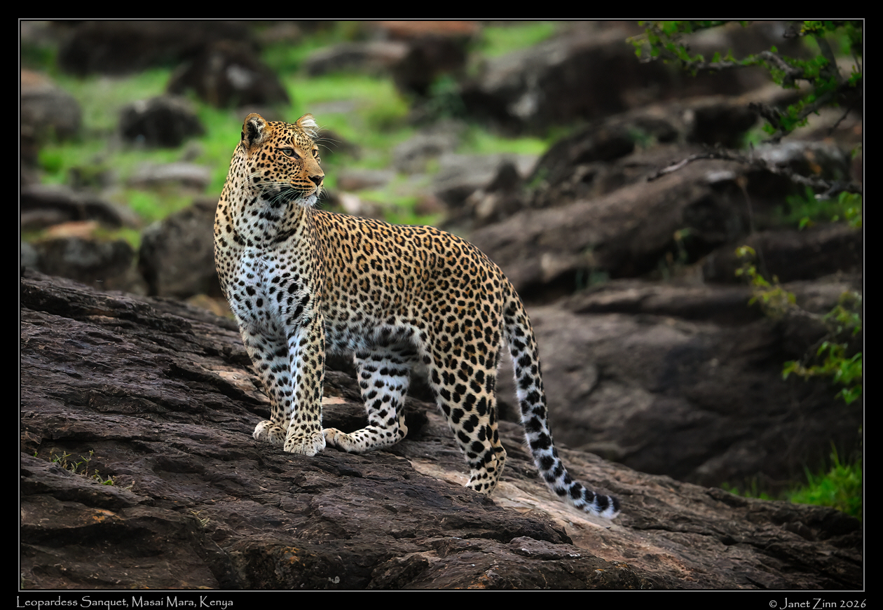 leopard_JZ9_7542-cfxlla