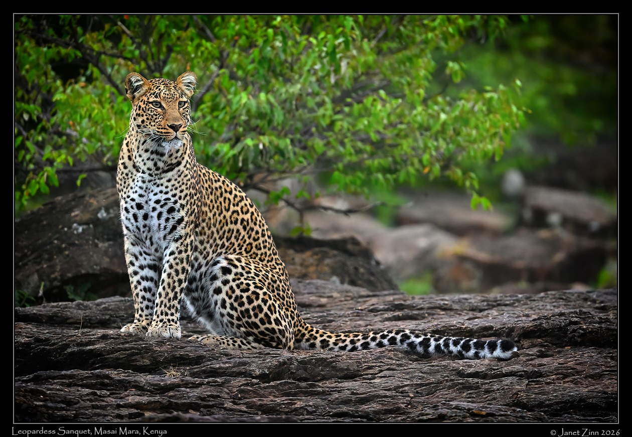 leopard_JZ9_7617cfxa