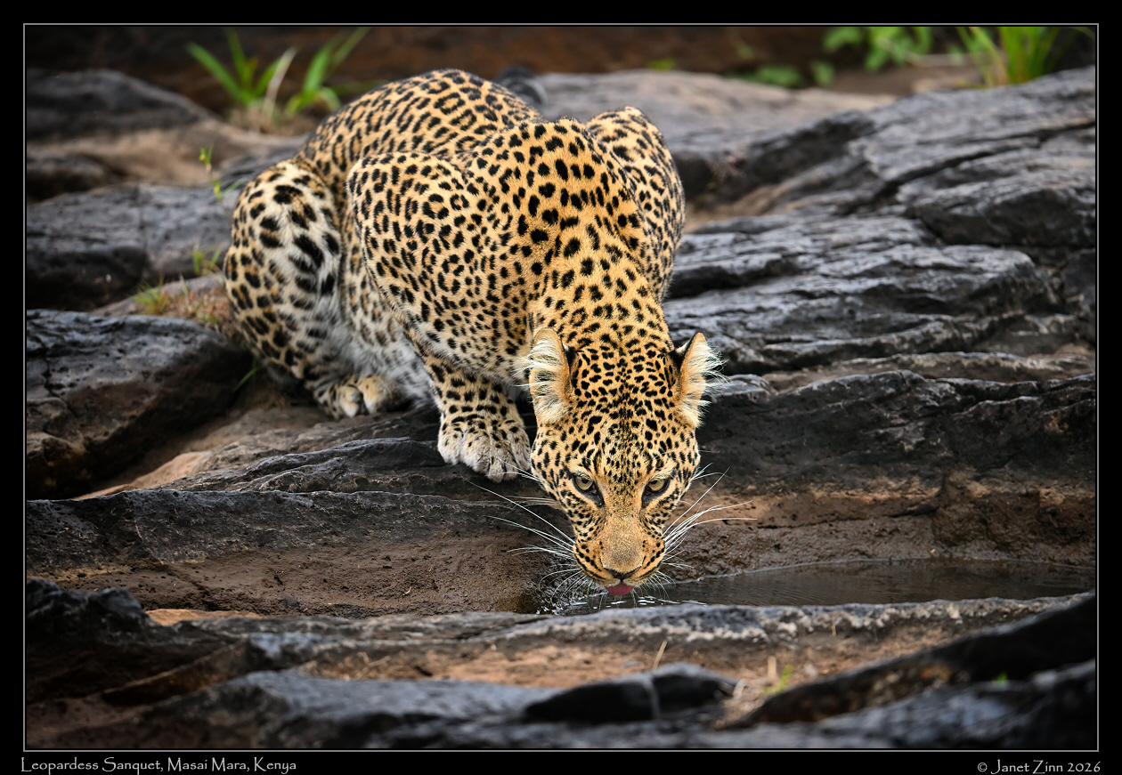 leopard_JZ9_7849cfxva