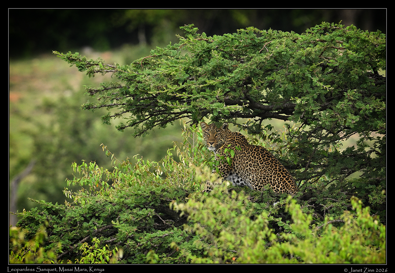leopard_JZ9_8094cfxva