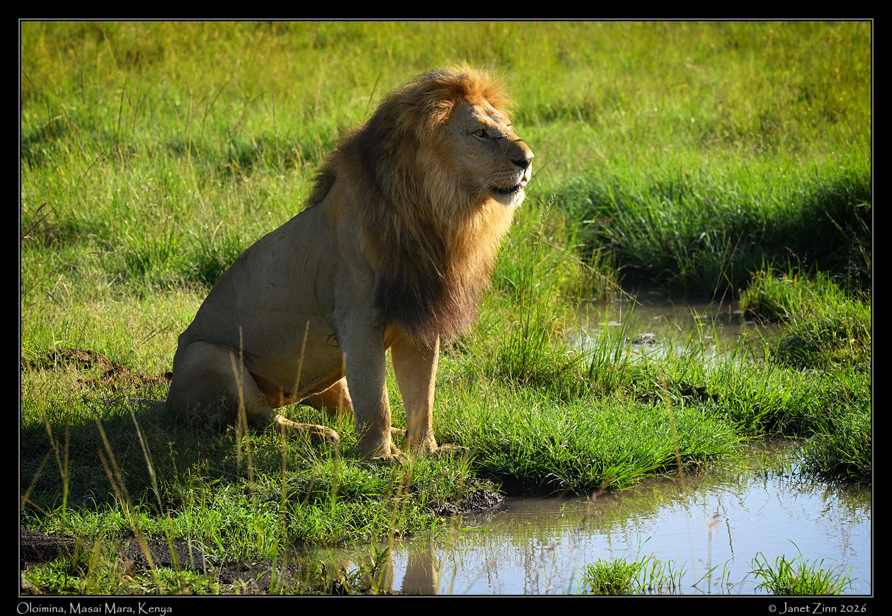 lion_JZ8_2246cfxa